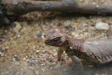 image of animal