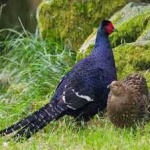 image of bird