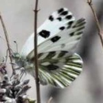image of animal