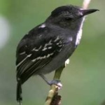 image of bird