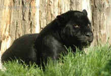 image of jaguar_car