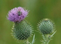 image of spear_thistle #8