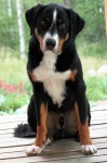 image of appenzeller
