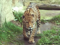 image of jaguar_car