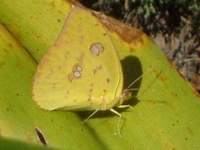 image of sulphur_butterfly #0