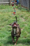image of american_staffordshire_terrier