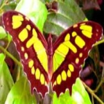 image of animal