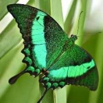 image of banded_butterfly #109