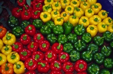 image of capsicum #13