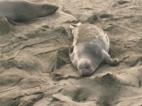 image of animal