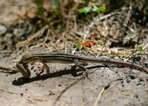 image of whiptail