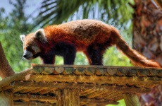 image of animal