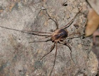 image of harvestman