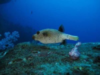 image of puffer