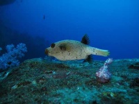 image of puffer #1