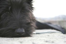 image of scotch_terrier