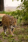 image of jaguar_car