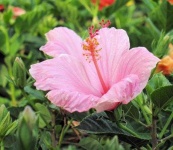 image of flower