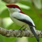 image of bird