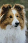 image of collie #4