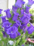image of flower