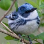 image of bird