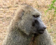image of baboon