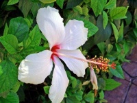 image of flower