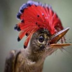 image of bird