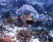 image of loggerhead