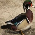 image of bird