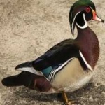 image of wood_duck #3