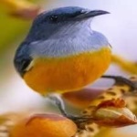 image of bird