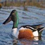 image of northern_shoveler #13