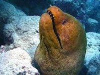 image of eel