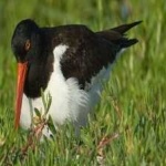image of bird