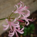image of flower