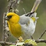 image of bird