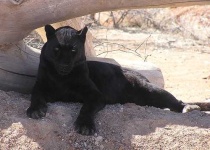 image of jaguar_car