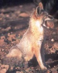 image of kit_fox