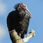 image of northern_bald_ibis #14