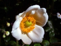 image of flower