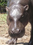 image of hippopotamus