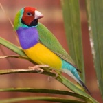 image of finch