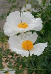 image of flower