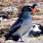 image of bird