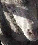 image of sheep_face #3