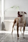 image of animal