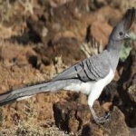 image of bird