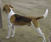image of english_foxhound